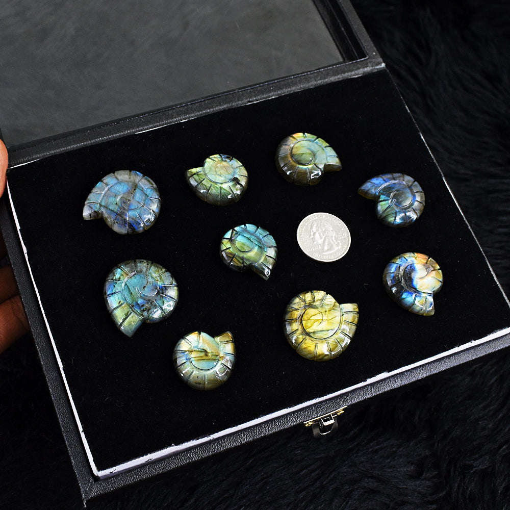 gemsmore:Amazing Flash Labradorite Untreated Carved Ammonite Gemstone Cabochon Lot