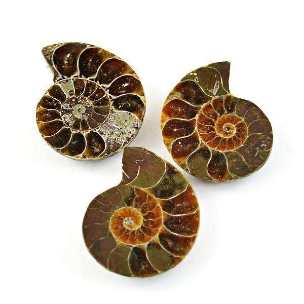 gemsmore:Amazing Genuine Ammonite Untreated Loose Gemstone Lot