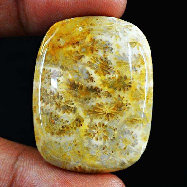 gemsmore:Amazing Natural Coral Fossil Untreated Loose Gemstone