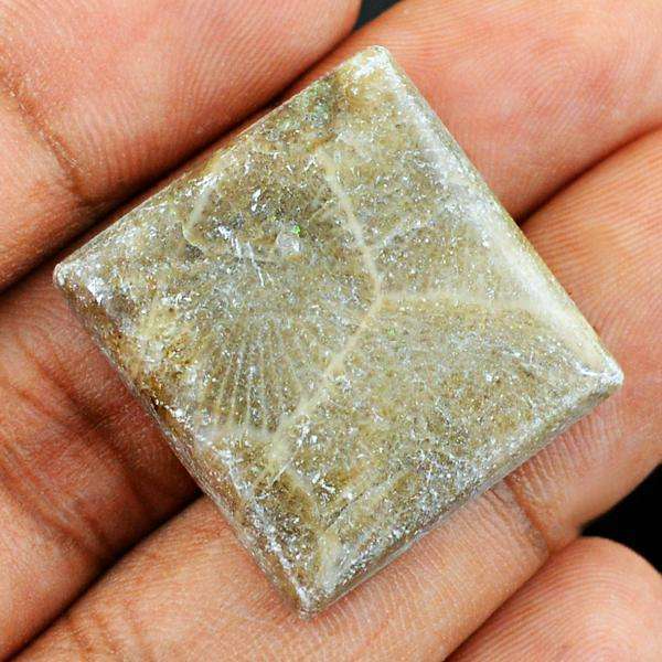 gemsmore:Amazing Natural Coral Fossil Untreated Loose Gemstone