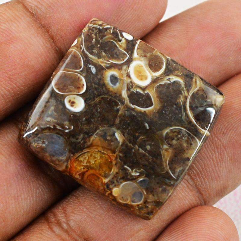gemsmore:Amazing Natural Crinoid Fossil Gemstone