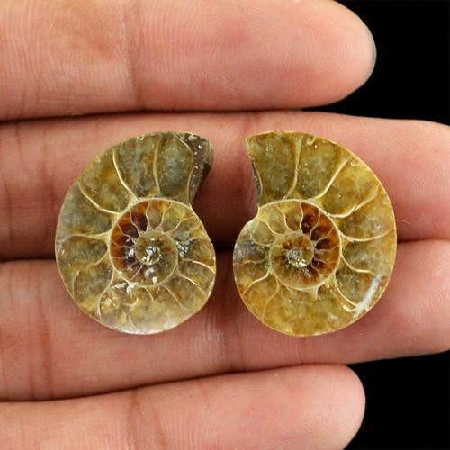 gemsmore:Genuine Ammonite Gemstone Pair