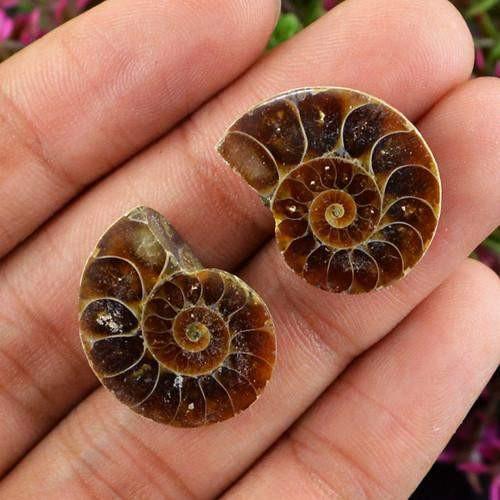 gemsmore:Genuine Ammonite Gemstone Pair