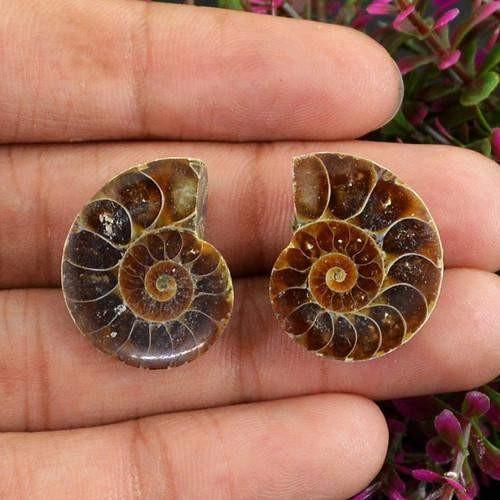 gemsmore:Genuine Ammonite Gemstone Pair