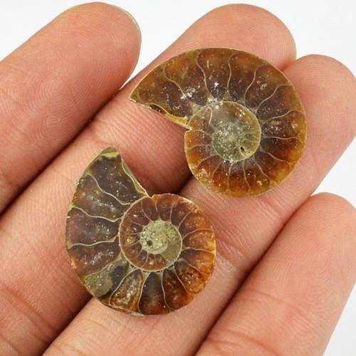 gemsmore:Genuine Ammonite Gemstone Pair