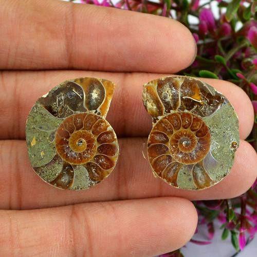 gemsmore:Genuine Ammonite Untreated Gemstone Pair