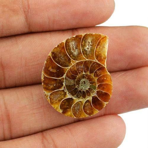 gemsmore:Genuine Ammonite Untreated Gemstone