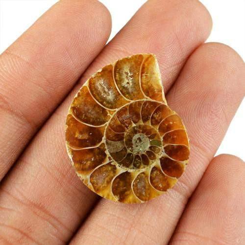 gemsmore:Genuine Ammonite Untreated Gemstone