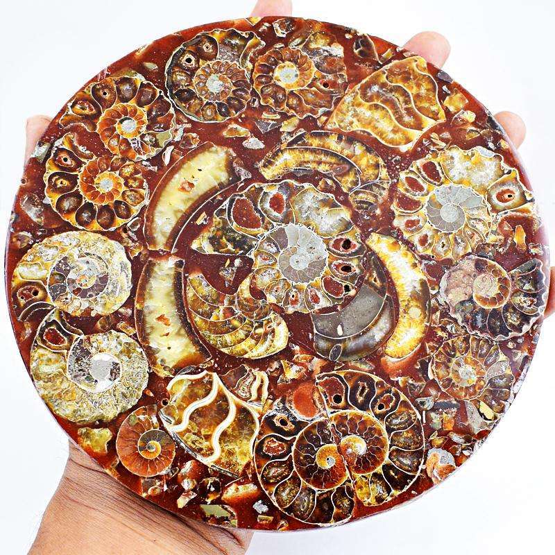 gemsmore:Genuine Carved Ammonite Fossilized Plate - Huge Museum Size