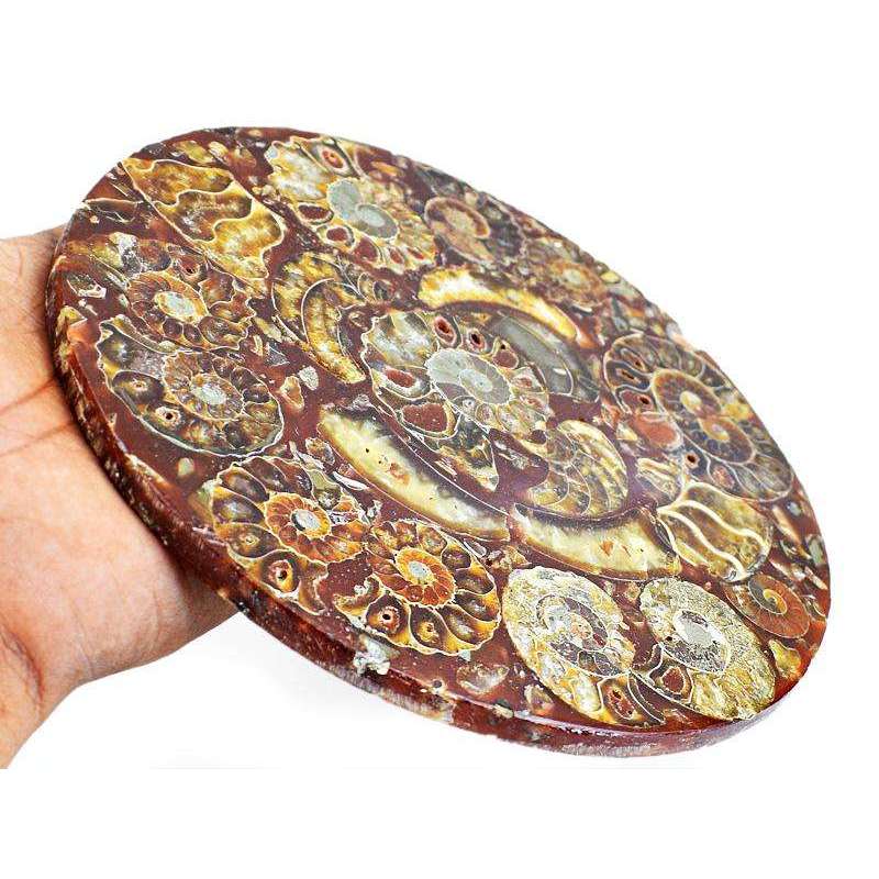 gemsmore:Genuine Carved Ammonite Fossilized Plate - Huge Museum Size