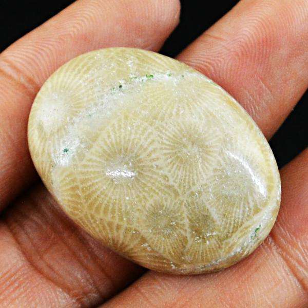 gemsmore:Genuine Coral Fossil Oval Shape Untreated Loose Gemstone