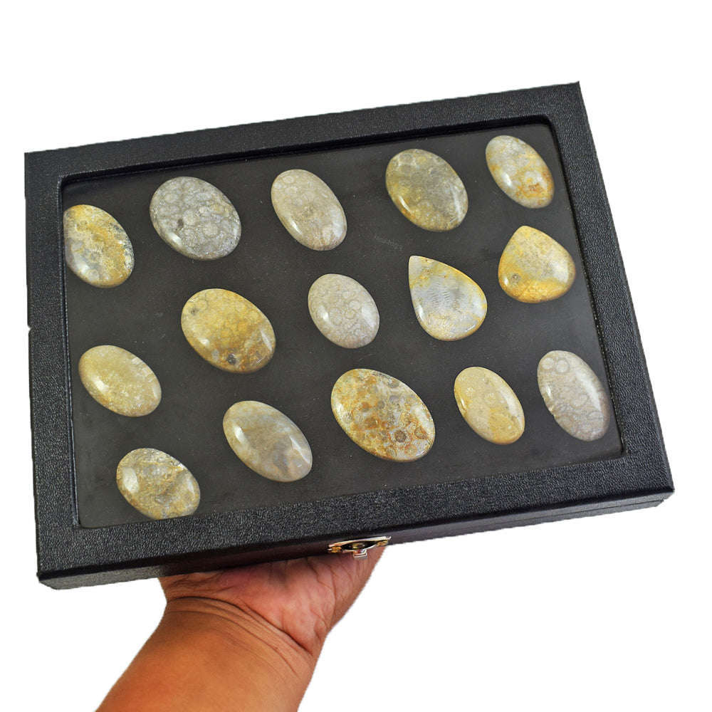 gemsmore:Genuine Coral Fossil Untreated Gemstone Cabochon Lot