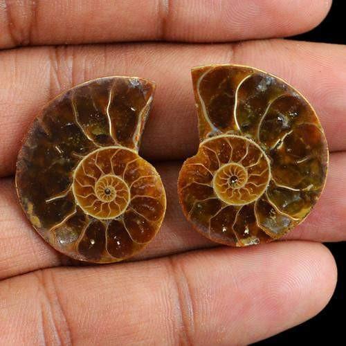 gemsmore:Genuine Untreated Ammonite Gemstone Pair