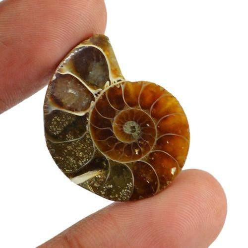 gemsmore:Genuine Untreated Ammonite Gemstone