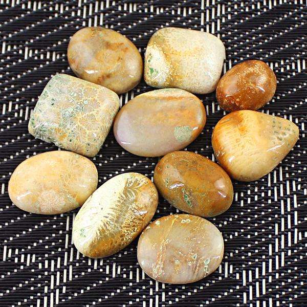gemsmore:Natural Amazing Coral Fossil Untreated Loose Gemstone Lot