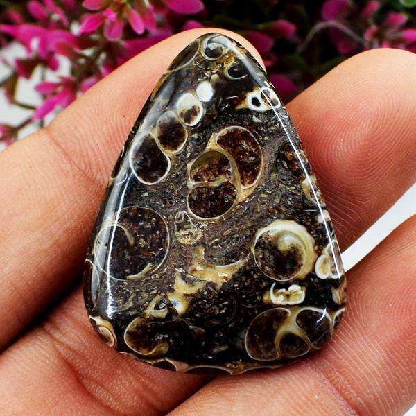 gemsmore:Natural Amazing Turritella Agate Untreated Loose Gemstone