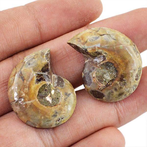 gemsmore:Natural Ammonite Gems Pair