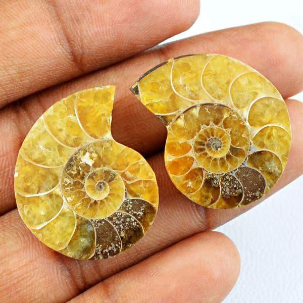 gemsmore:Natural Ammonite Gemstone Pair