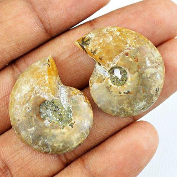 gemsmore:Natural Ammonite Gemstone Pair