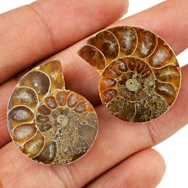 gemsmore:Natural Ammonite Gemstone Pair