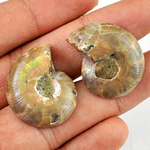 gemsmore:Natural Ammonite Gemstone Pair