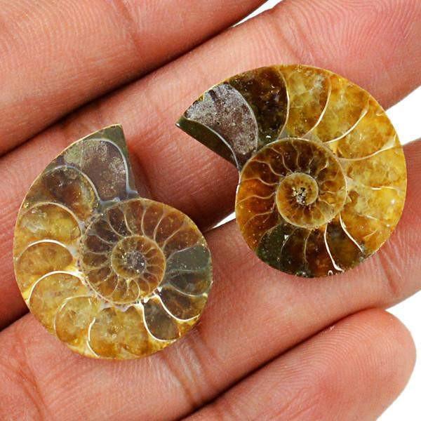 gemsmore:Natural Ammonite Gemstone Pair