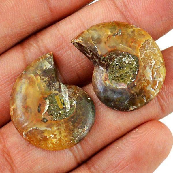 gemsmore:Natural Ammonite Gemstone Pair