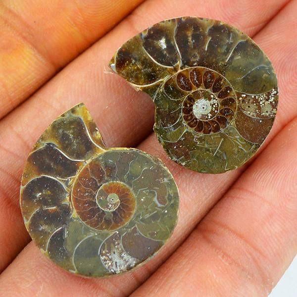 gemsmore:Natural Ammonite Gemstone Pair