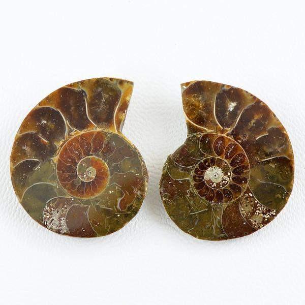 gemsmore:Natural Ammonite Gemstone Pair