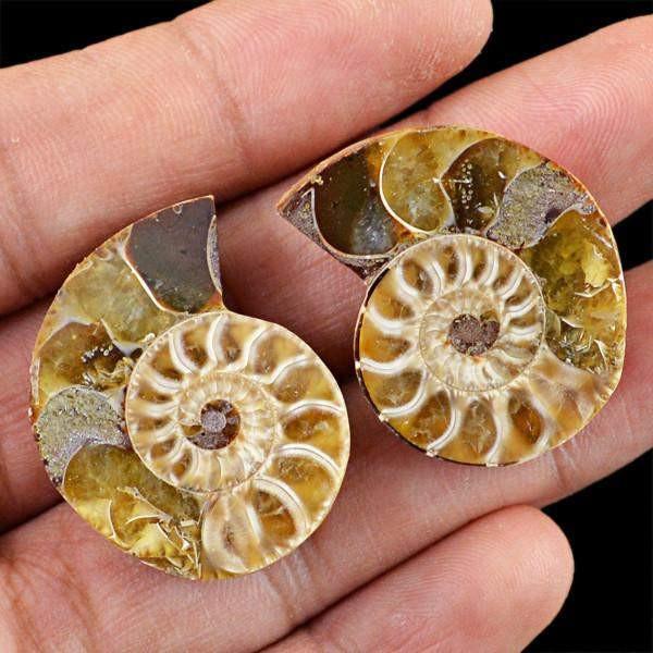 gemsmore:Natural Ammonite Gemstone Pair