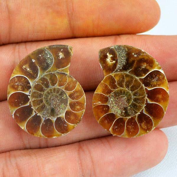 gemsmore:Natural Ammonite Unheated Gems Pair
