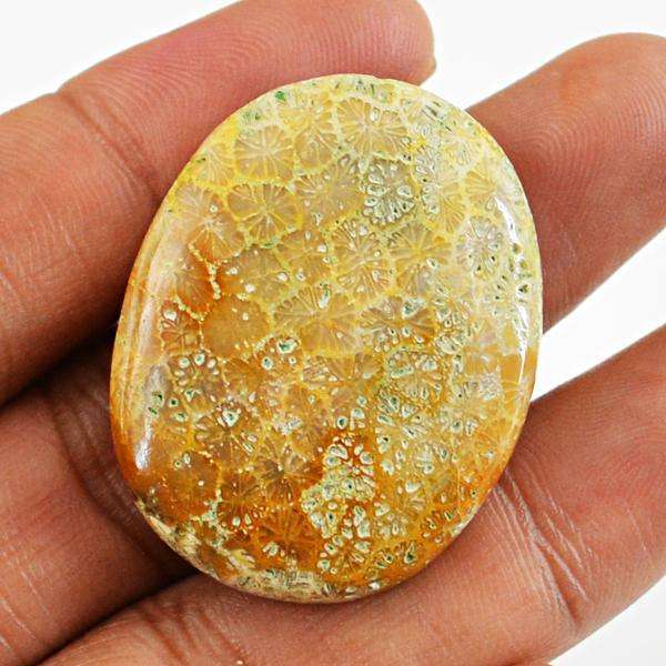 gemsmore:Natural Coral Fossil Oval Shape Untreated Loose Gemstone