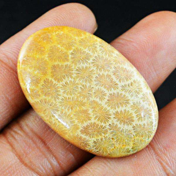 gemsmore:Natural Coral Fossil Oval Shape Untreated Loose Gemstone