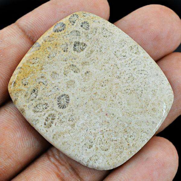 gemsmore:Natural Coral Fossil Untreated Loose Gemstone