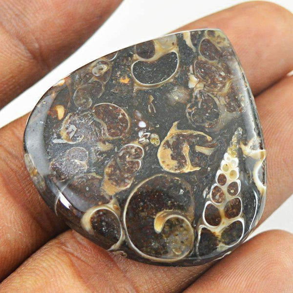 gemsmore:Natural Crinoid Fossil Gemstone - Pear Shape