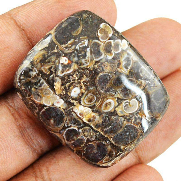 gemsmore:Natural Crinoid Fossil Gemstone - Untreated Loose