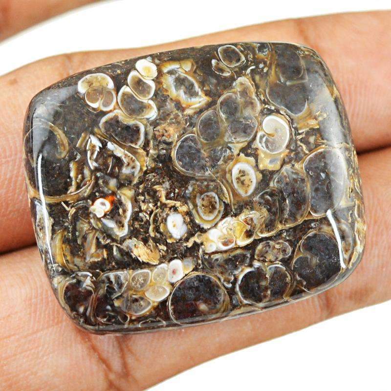 gemsmore:Natural Crinoid Fossil Gemstone - Untreated Loose