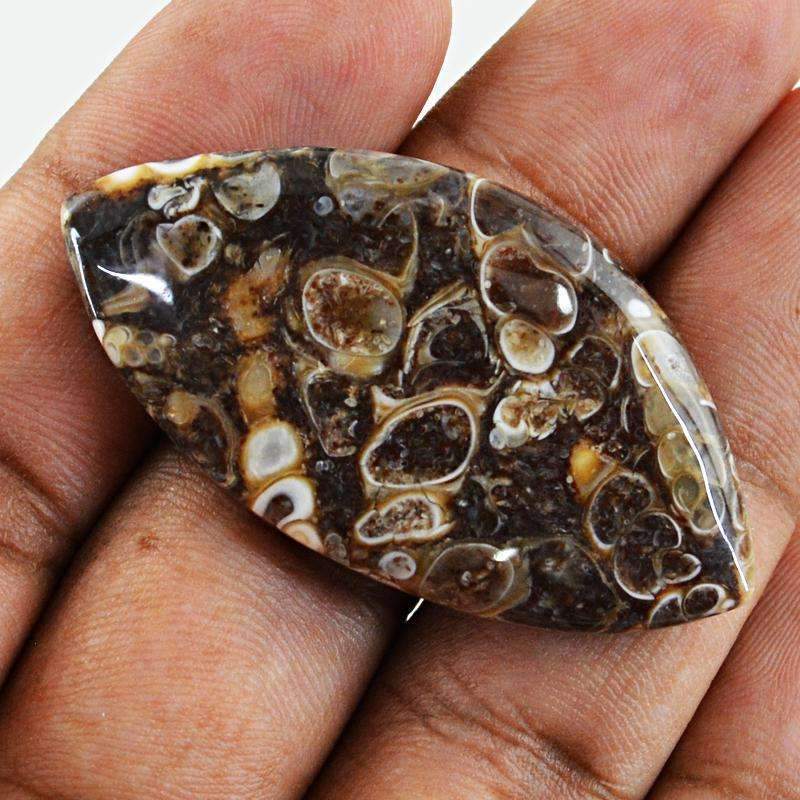 gemsmore:Natural Crinoid Fossil Gemstone Loose Untreated