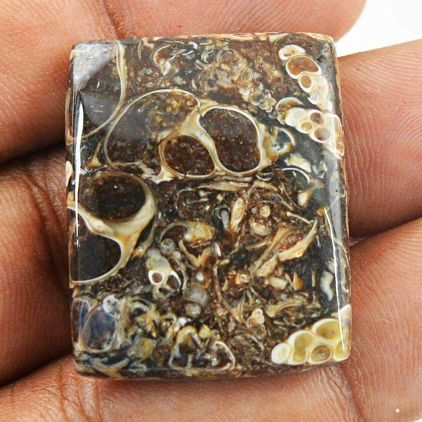gemsmore:Natural Crinoid Fossil Gemstone Loose Untreated