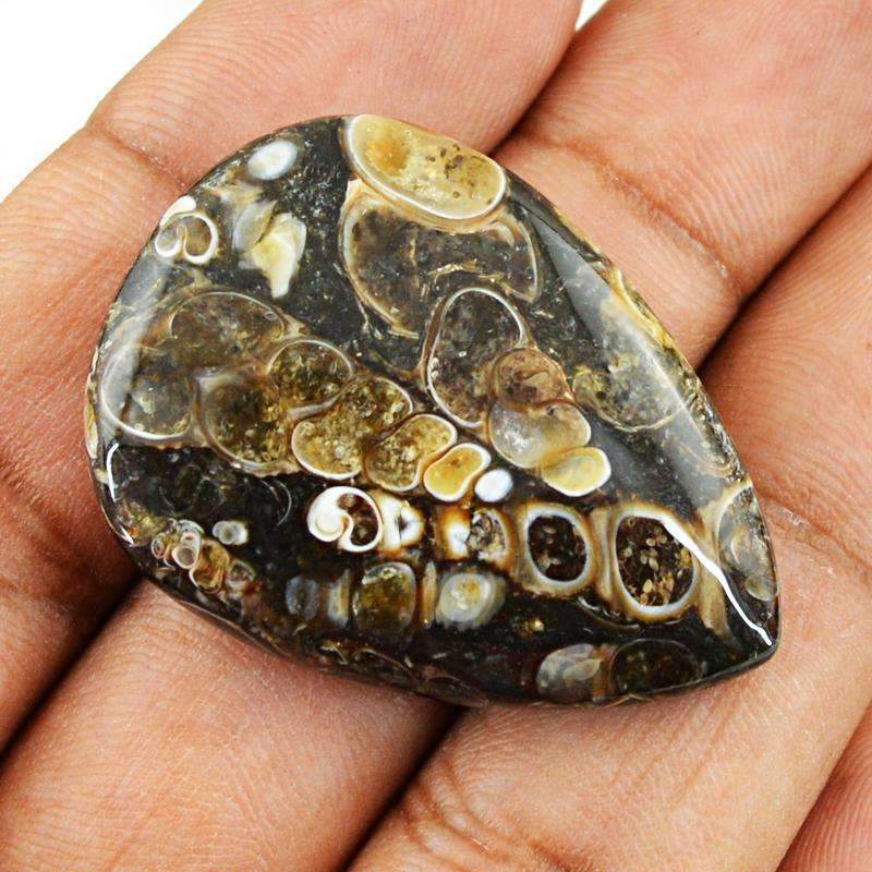 gemsmore:Natural Crinoid Fossil Gemstone Pear Shape