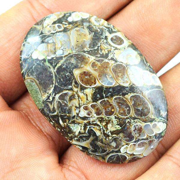 gemsmore:Natural Oval Shape Turritella Agate Untreated Loose Gemstone