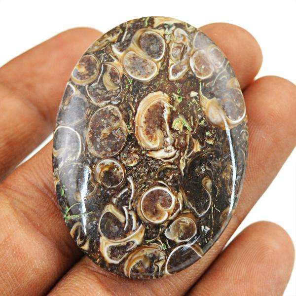 gemsmore:Natural Oval Shape Turritella Agate Untreated Loose Gemstone