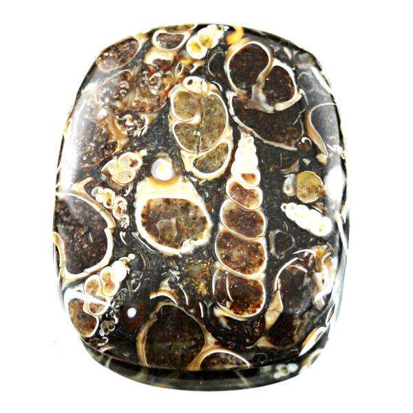 gemsmore:Natural Turritella Agate Untreated Loose Gemstone