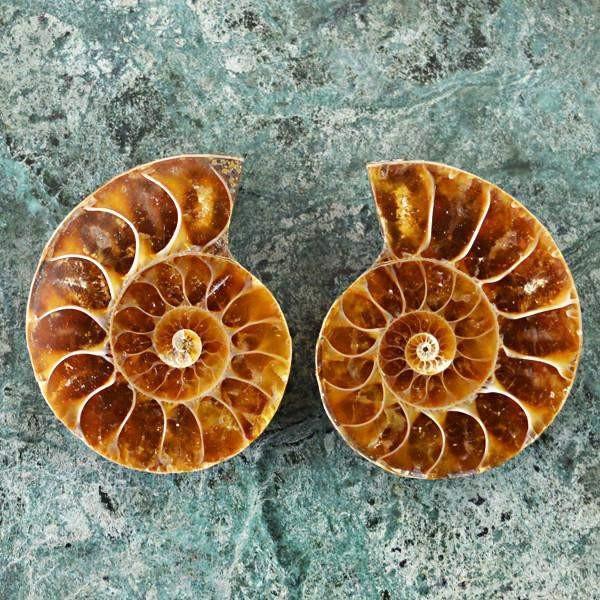 gemsmore:Natural Untreated Ammonite Gems Pair