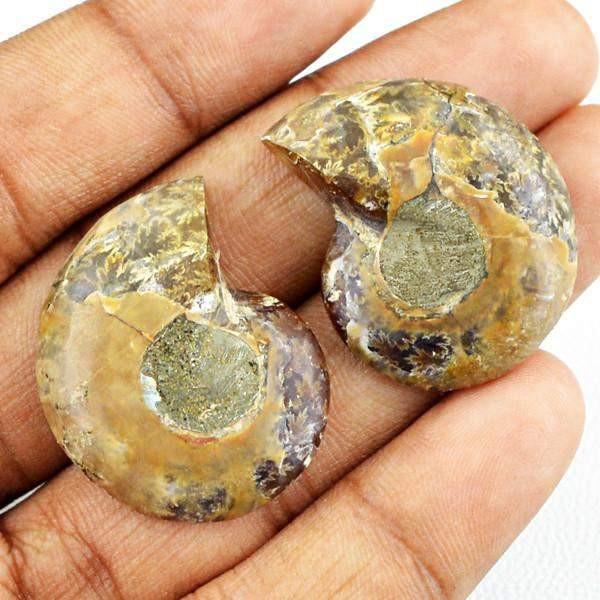 gemsmore:Natural Untreated Ammonite Gems Pair