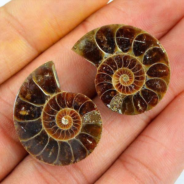 gemsmore:Natural Untreated Ammonite Gems Pair