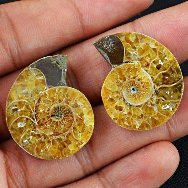 gemsmore:Natural Untreated Ammonite Gemstone Pair