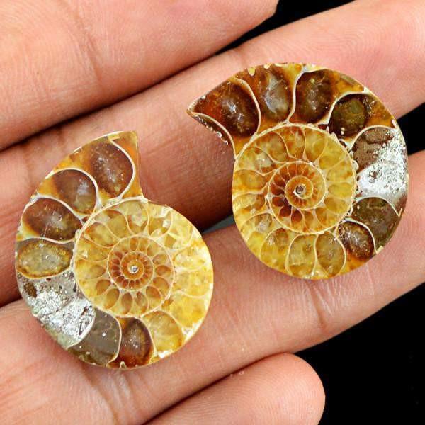 gemsmore:Natural Untreated Ammonite Gemstone Pair