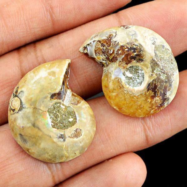 gemsmore:Natural Untreated Ammonite Gemstone Pair