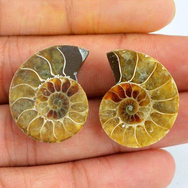 gemsmore:Natural Untreated Ammonite Gemstone Pair